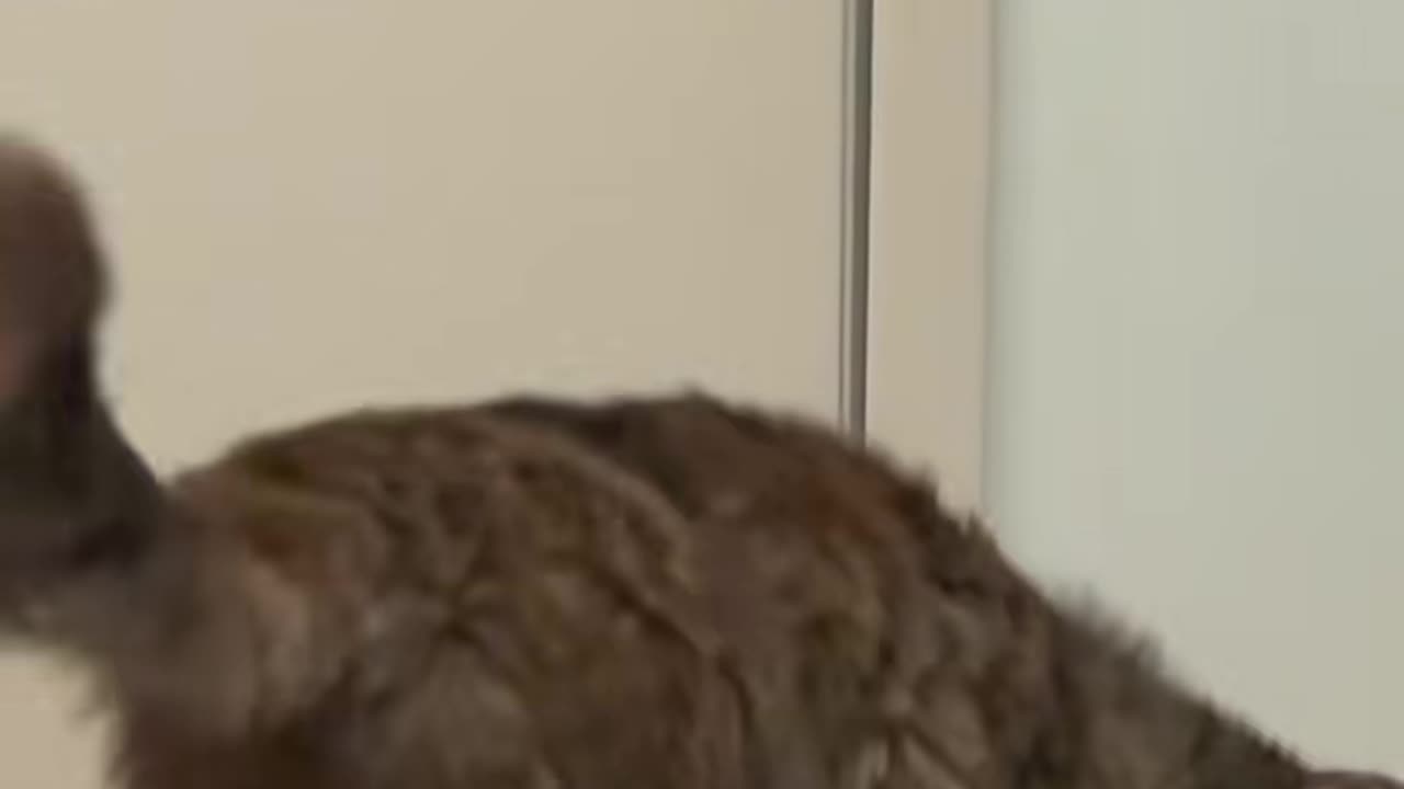Can Cats Get Any Crazier Than This?