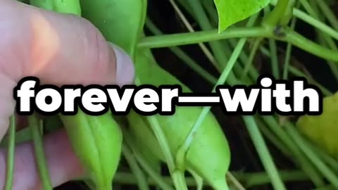 Gregor Mendel: The Monk Who Unlocked the Secrets of Heredity 👨‍🔬🌱