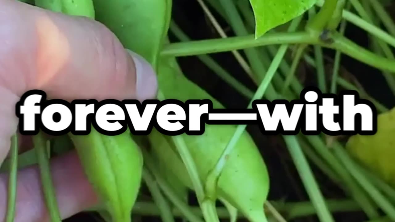 Gregor Mendel: The Monk Who Unlocked the Secrets of Heredity 👨🔬🌱