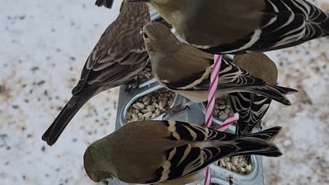 Designing a new American Goldfinch feeding venue