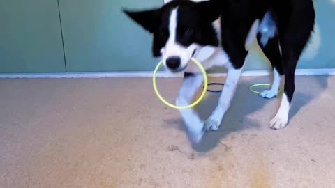 Can Simba Sort the Rings by Color?
