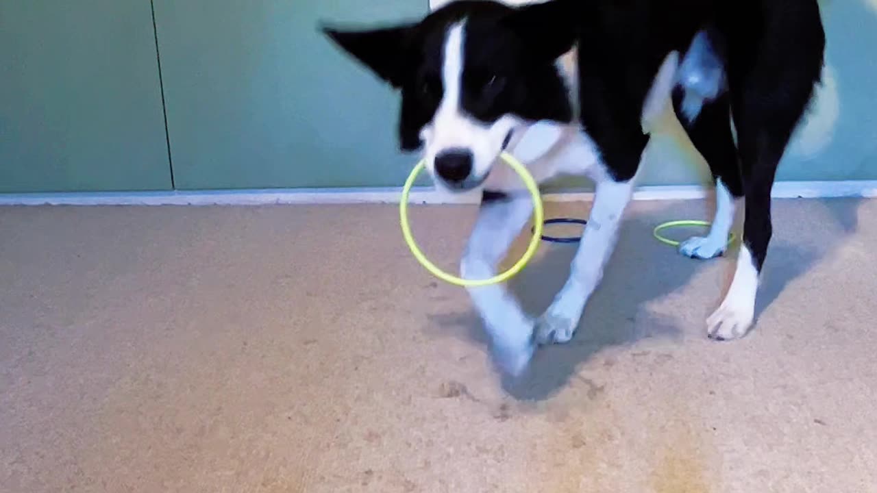Can Simba Sort the Rings by Color?