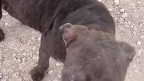 😢🤭 Poor Baby Left All Alone! Heartbreaking & Cringe Moment | FunFM