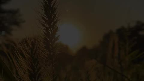 🙏✨ Seek Divine Guidance | A Prayer for Clarity and Peace | InGodWeTrustDaily