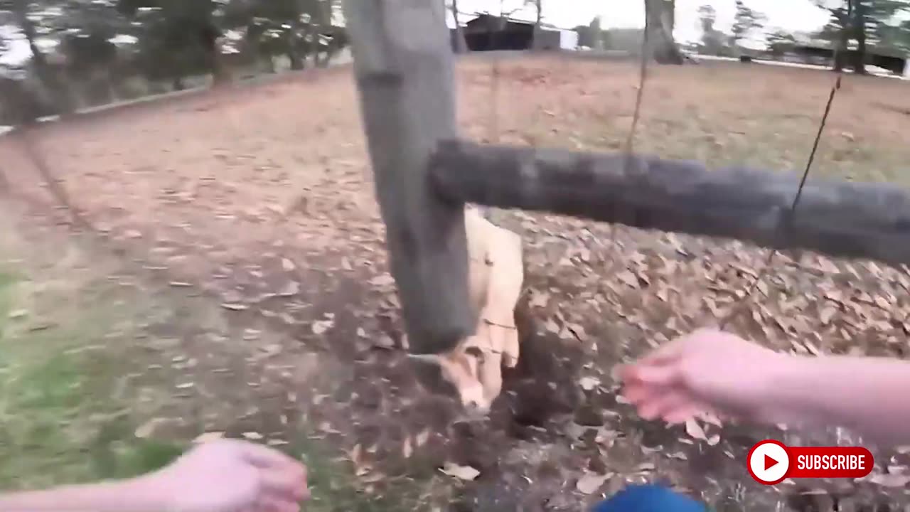 REAL LIFE HEROES 2022 Amazing Stories! [FUNNY PETS]