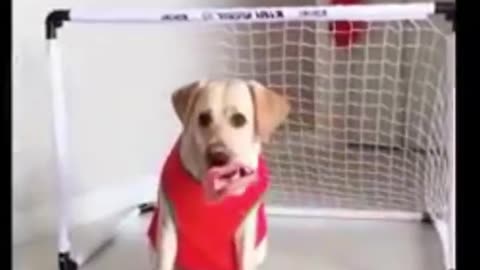 VIDEO:FUNNY ANIMALS
