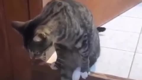 Funny cats