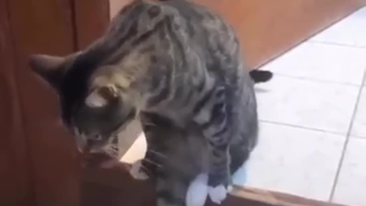 Funny cats