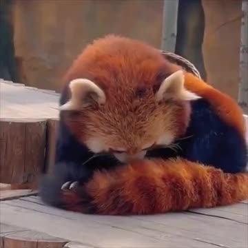 Red Pandas use their tail as pillow.. 😊