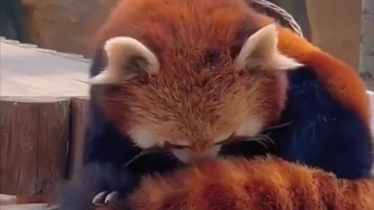 Red Pandas use their tail as pillow.. 😊