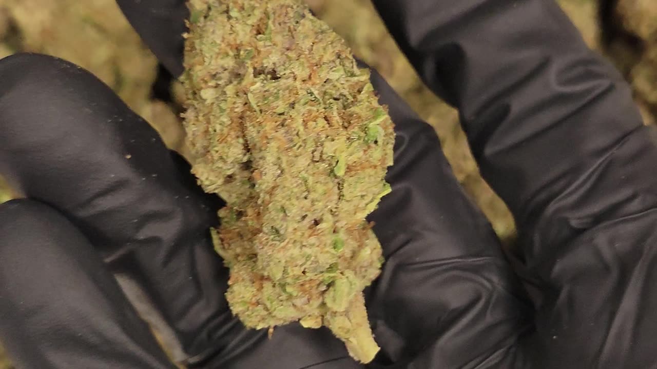 GMO GRAPES THC FLOWER OUNCES