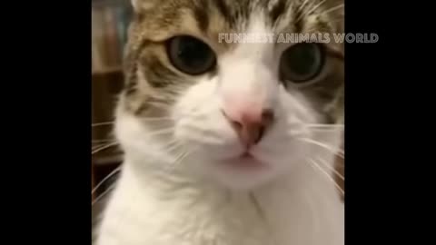 best-funny-animal-videos-2025-3---funny-cats-and-dogs-videos