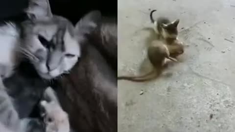 o gatinho pegou um ratao #shorts.mp4