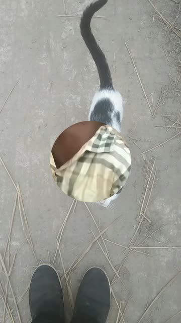 cat is very funny runn