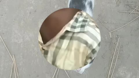 cat is very funny runn