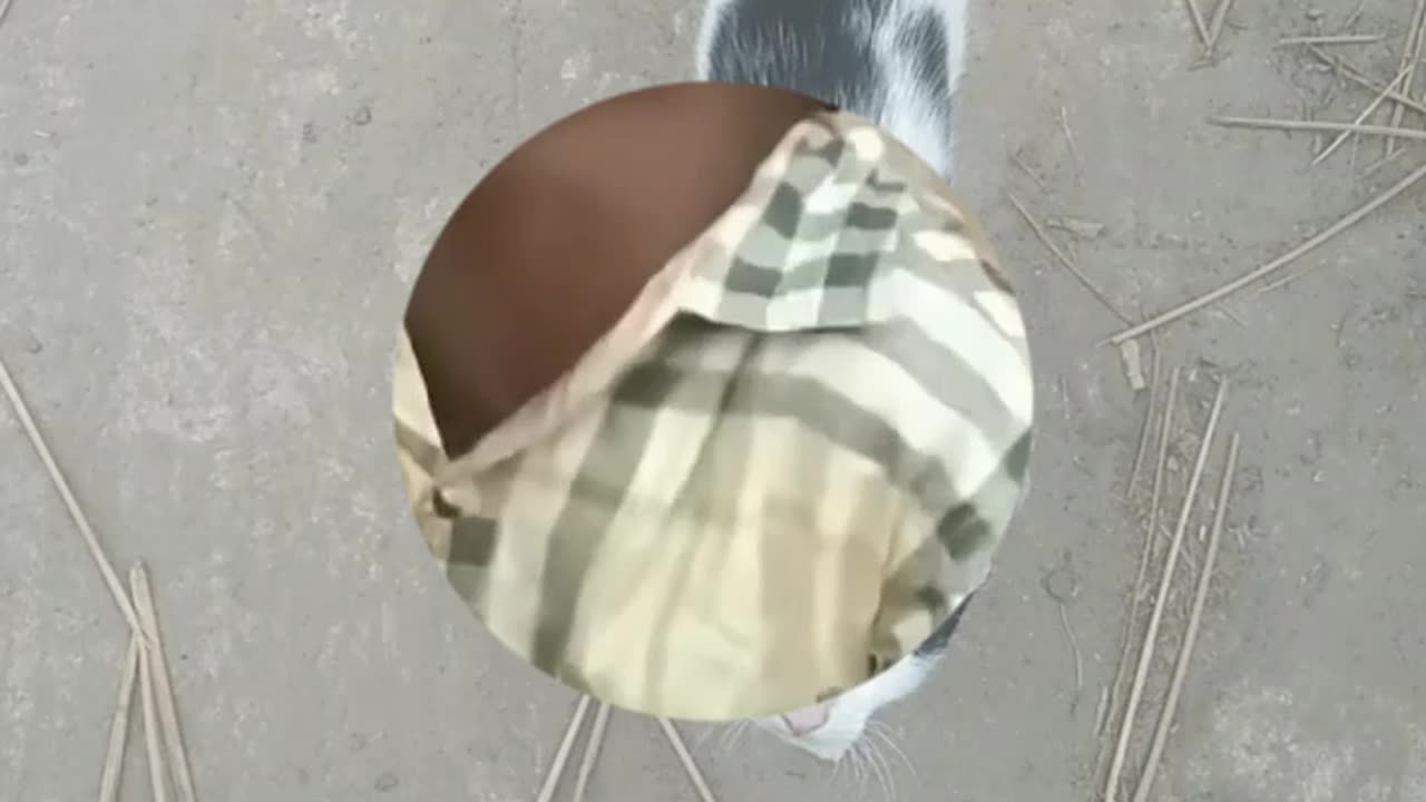 cat is very funny runn