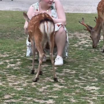 Une jolie femme durable avec des petits gazelles
