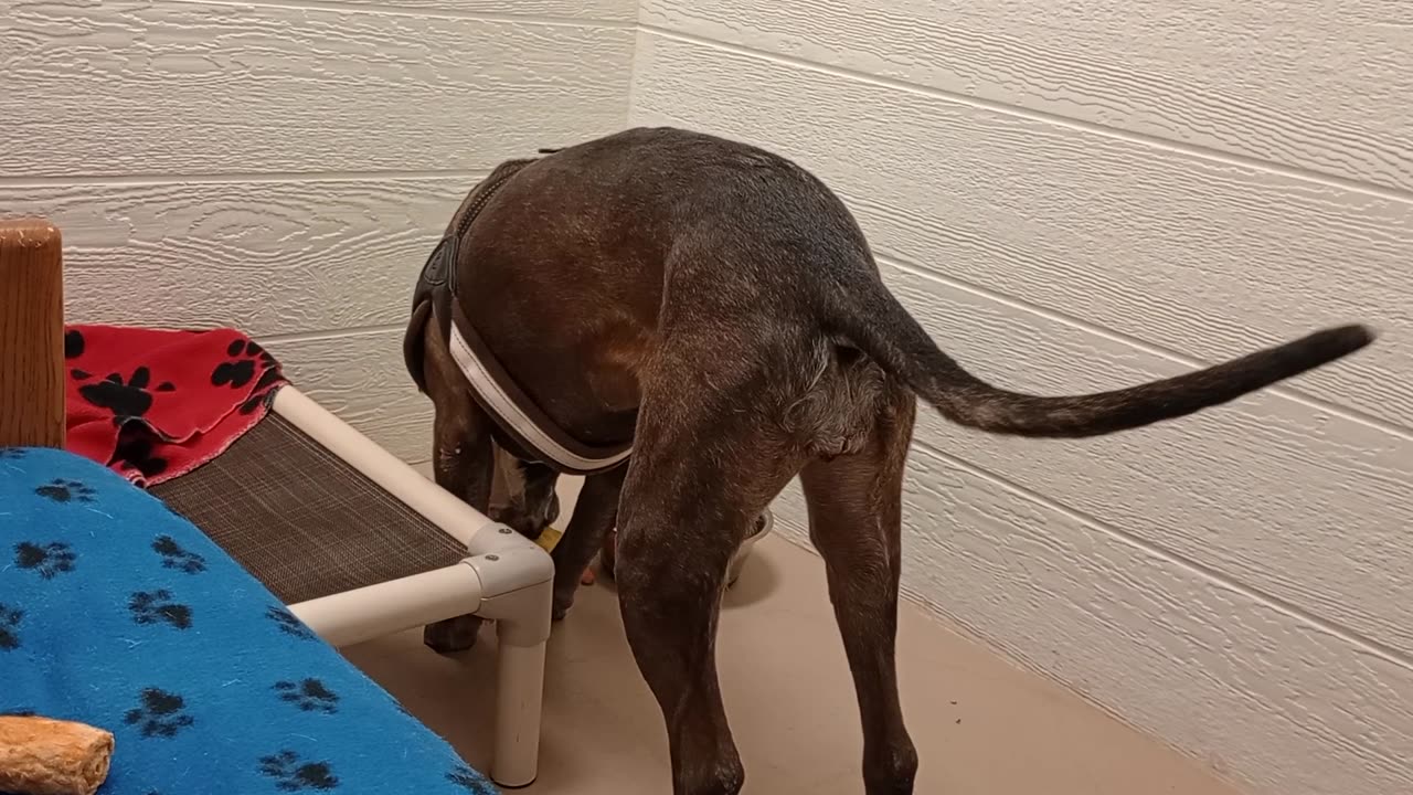 Astrid 8y A841285 has foster fam. We played with his duck doll but he wants play yard hijinks@TRN559