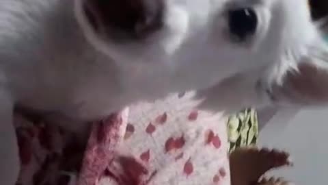 How much fun he is playing