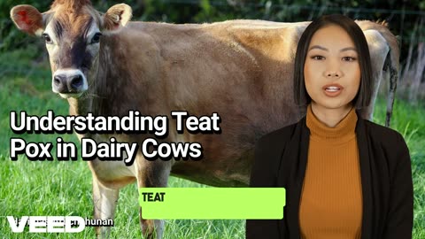 Understanding and Manging the Teat Pox in Dairy Cows