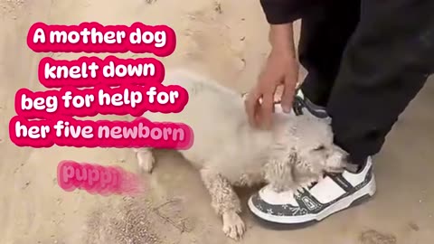 Mother dog beg for help