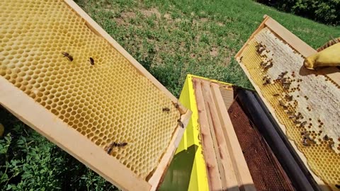 Пчеларење во лето/Beekeeping in summer