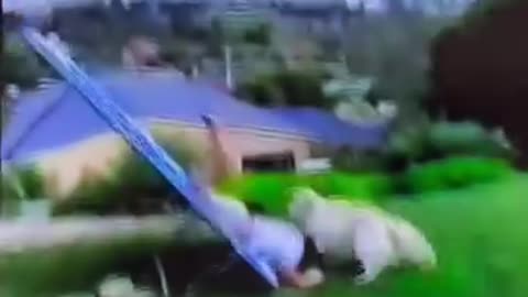 funny dogs