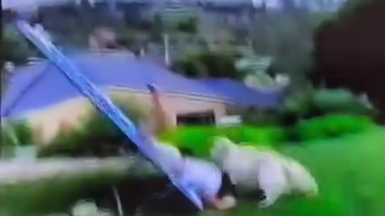 funny dogs