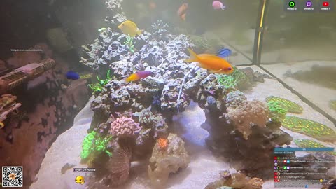 24/7 Real Live Reef Stream