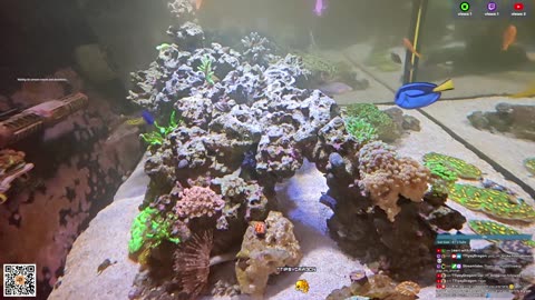 24/7 Real Live Reef Stream