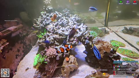 24/7 Real Live Reef Stream