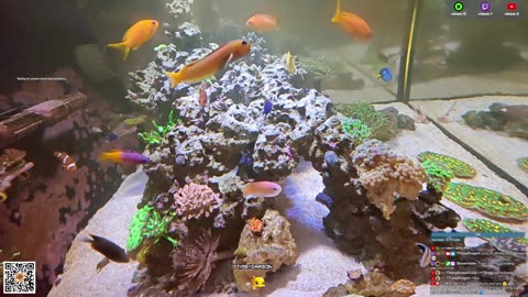 24/7 Real Live Reef Stream
