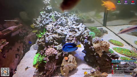 24/7 Real Live Reef Stream