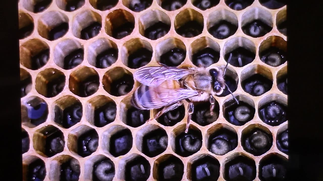 How to Inspect a Bee Hive