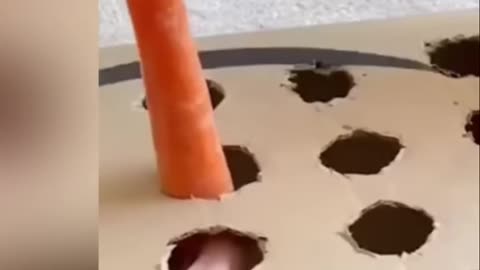 Cats vs. Carrot_ The Ultimate Cardboard Box Showdown!