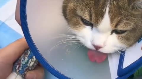 "The cat is very sleepy after staying up all night."