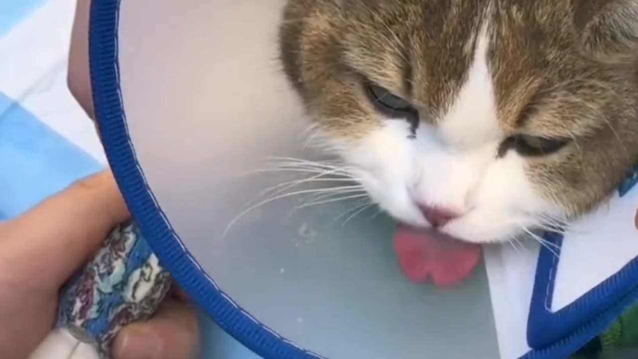 "The cat is very sleepy after staying up all night."