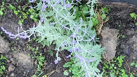 Russian Sage has an incredible ability to carry in the wind