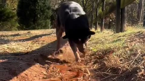 Australian Cattle Dog Is Always Ready to Dig a Trench