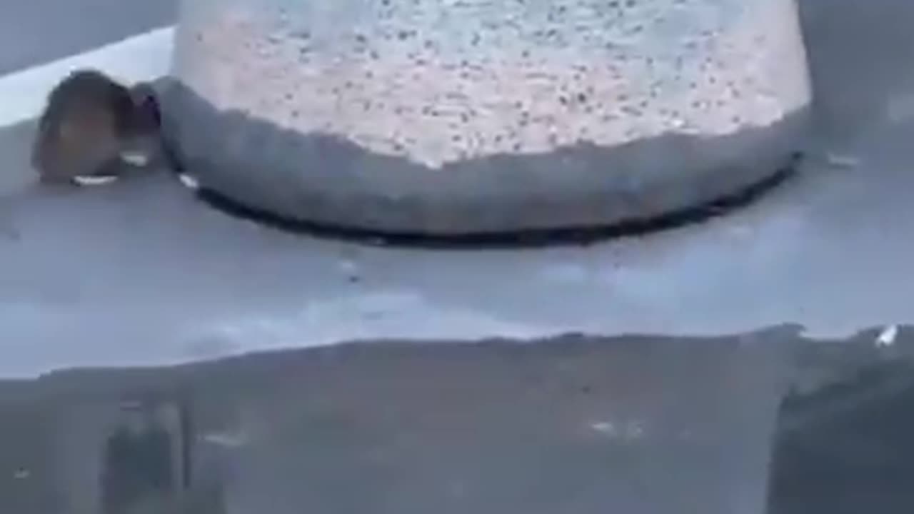 Tom And Jerry IRL