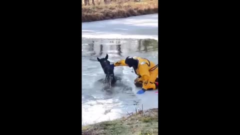 Saving a horse that fell into a frozen lake.... Bravo...