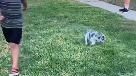 Dog's Comedy Videos 🤣 so cute videos 😍 funny videos 🤣