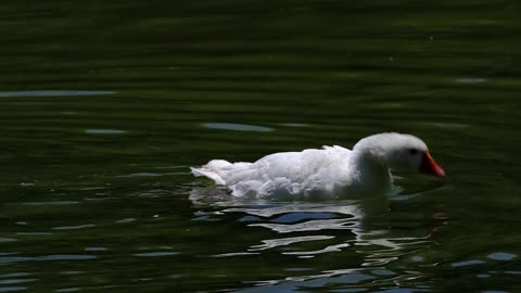 Nature and Animals