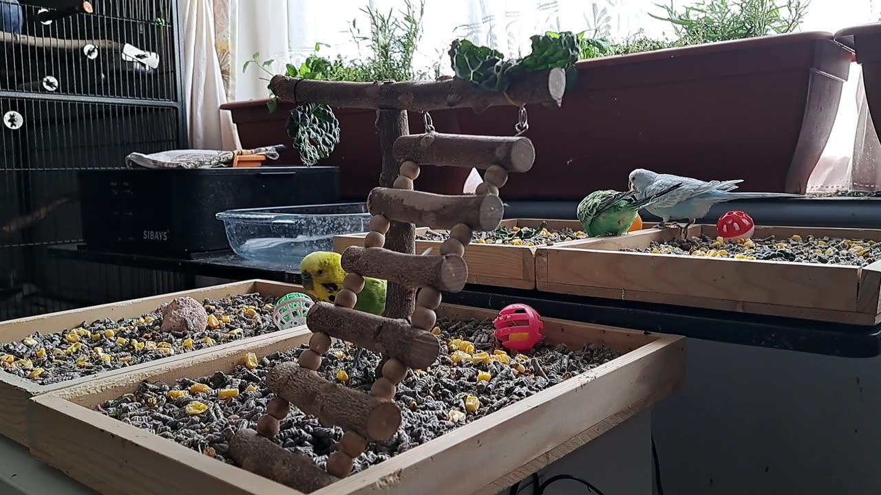 Budgies are a-foraging
