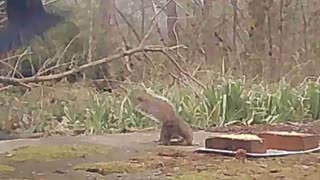 EA S183 - Friendly Wildlife