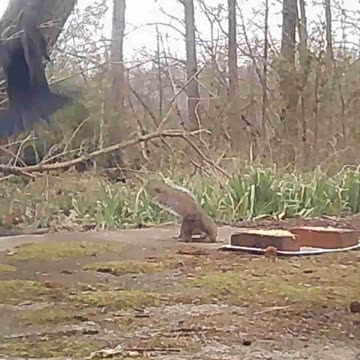 EA S183 - Friendly Wildlife