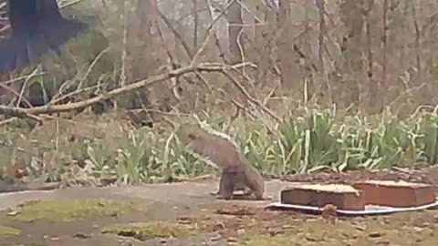 EA S183 - Friendly Wildlife