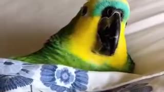 Sleepy Parrot 🦜