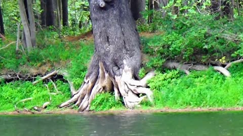 Rad Roots
