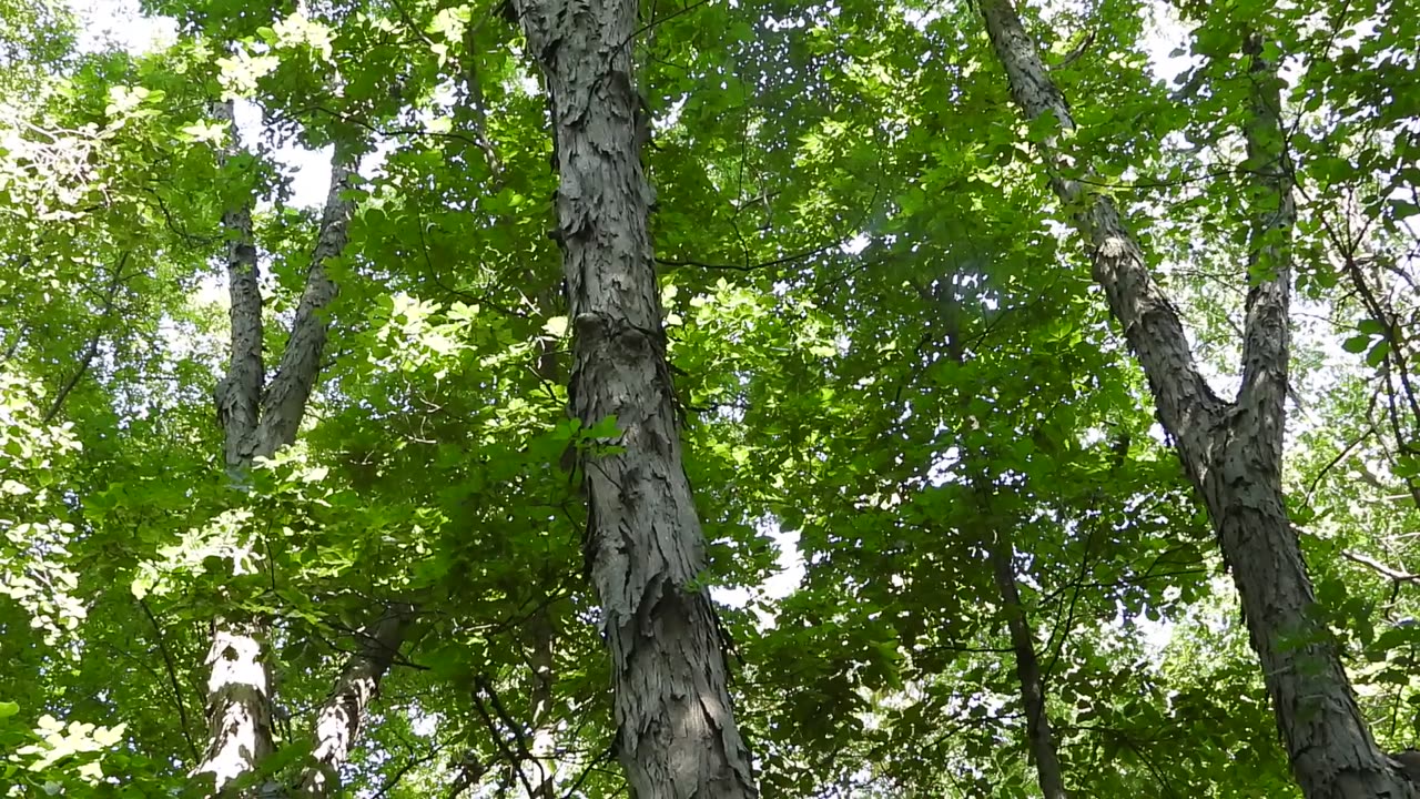 Ancient Hickory Orchards, cultural maturity indicators and potentials of regenerative agroforestry